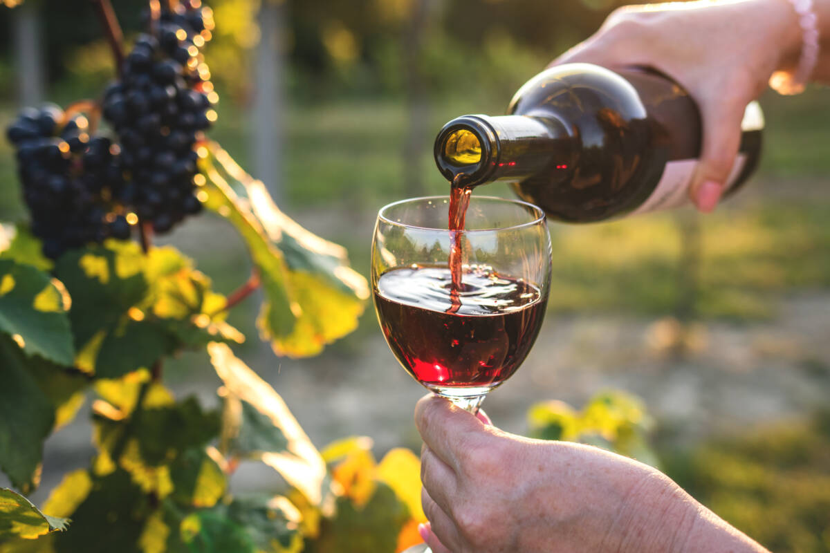PINOT | Alcove La carte des vins à Alcôve Saint-Louis 0